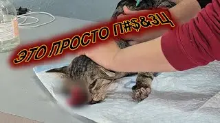 Слабонервным не смотреть! Спасение кота с жуткими увечьями.