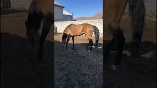 Золотого и маквина с трудом успокоили. 281 