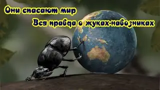 Они спасают мир  Вся правда о жуках навозниках The whole truth about dung beetles