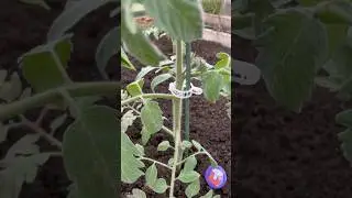Пластиковые клипсы для подвязки растений на даче