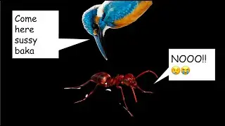 Symbiosis