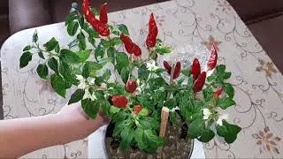 Семья из Мариуполя 🟣ОБРЕЗКА ПЕРЦА🟣