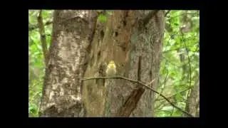 De Fluiter (Phylloscopus sibilatrix) geluid en zang