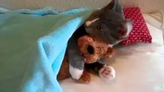 Самое смешное видео про котов