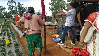 2. Плантации клубники в Махабалешваре (Mahabaleshwar)