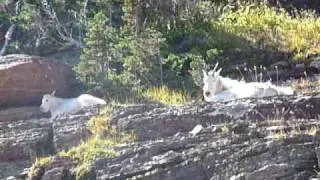 Nanny and kid mountain goat - Glacier National Park (Sept. '09)