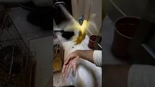 yellow ringneck Flight #shorts