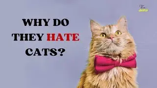 Who hate/just don't like cats | The Rise of Cat Hate in 16th Century