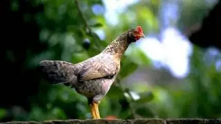 Mike Phirman - Chicken Monkey Duck