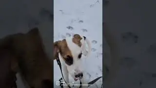 Счастье🐶