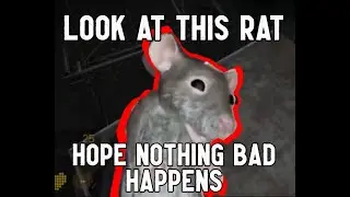 What a Nice Looking Rat