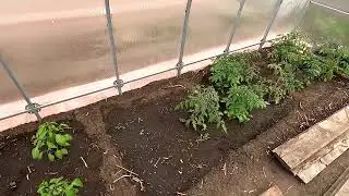 Что сделано в моих теплицах на 22 мая