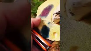 ложный гриб