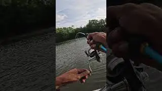 kecil2 tapi greget  #fishing #mancing
