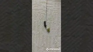 #мормышка