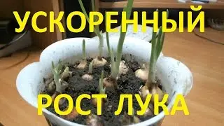 Onions growing - Acceleration