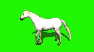 horse walking in green screen