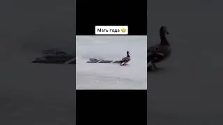 🦆 Мать года 🦆 | ТикТок 