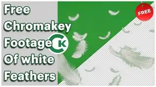 Free White Feather Green Screen Footage | Chroma Key Feather Video