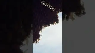 Very beautiful bee nest