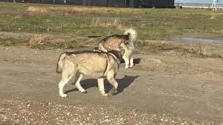 Маламут Атом украл чужую игрушку и закапывает её 🤣🤣🤣