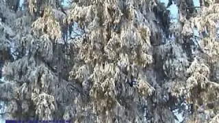 Новый год в Карпатах!