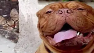 Top 10 Animals Photobombs Part - 2