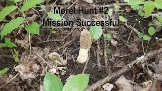 Morel Hunt #2:  Mission Successful