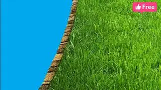 4k Grass green.