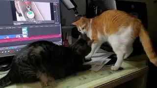 Cute Cats Wrestling 