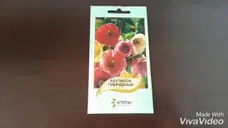 Абутилон.Посев семян.