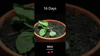 Growing mint from seeds time lapse