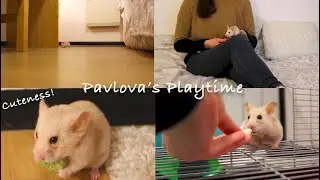 Pavlova's Playtime!