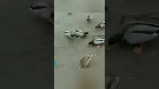 Pigeons#Дети и любовь к природе...