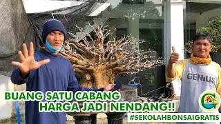 PROGRAM TAHAPAN CABANG AKAR DAN MEMPERKECIL DAUN || #SEKOLAHBONSAIGRATIS