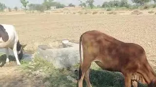 گاوں کی صبح❤