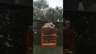 CB Bố Già chờ ngày lên giàn