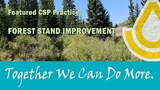 CSP: Forest Stand Improvement