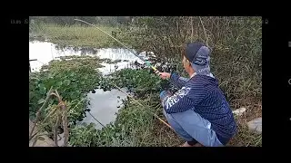 KUBANGAN INI DI HUNI IKAN MAHAL