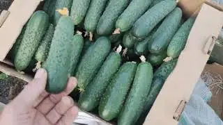 Промежуточные итоги по выращиванию огурца с отоплением в зимне-весенний период.