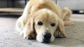 My dog's ear drum burst - Her recovery and what's next