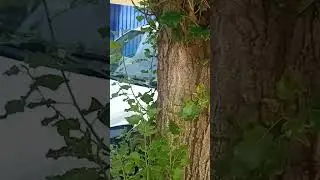 Выкуп битых и аварийных автомобилей.