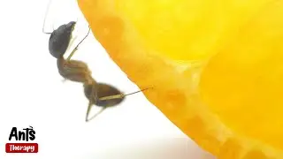 Ants Eating an Orange in 4K Macro