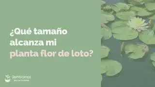 ¿Cuánto crece la flor de loto?