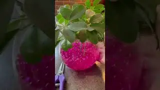 ШЕФФЛЕРА или ШЕФЛЕРА!?