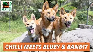 Dingon Puppies Become BEST FRIENDS | Australian Reptile Park