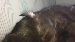 Кот, cat, British, британец, шоколад!
