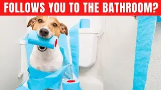 7 reasons your dog follows you everywhere.