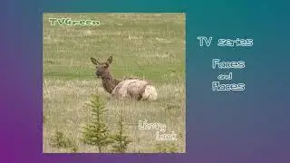 FaunaView: Great Yellowstone - Elk #Shorts