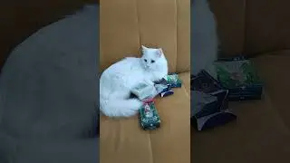И ДНЕМ, И НОЧЬЮ КОТ УЧЕНЫЙ....